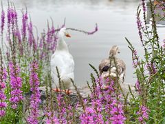 -莲花池公园
