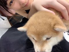 -逗柴咖啡屋·狗咖猫咖宠物桌游