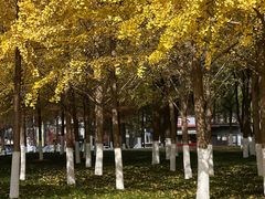 -西北湖绿化广场