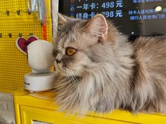 -平行世界·猫咖(首经贸店)