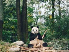 -中国大熊猫保护研究中心雅安碧峰峡基地