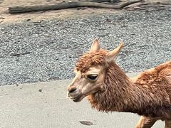 -广州长隆野生动物世界