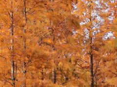 -白鹭湾湿地公园