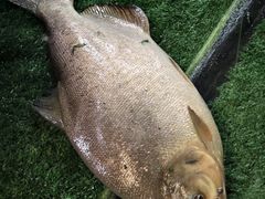 -会江钓鱼钓虾烧烤场