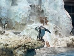 -帝企鹅自助餐厅•儿童岛•真企鹅(长隆企鹅酒店)