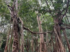 -中国科学院西双版纳热带植物园
