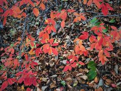 -白草畔自然风景区