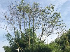 -雅安楠水阁温泉酒店