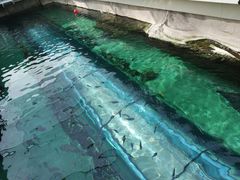 -悉尼海洋生物水族馆