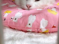 -爱诺动物医院(崂山店)