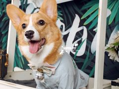 -超宠爱宠物摄影-Super pet