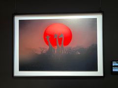 -罗红摄影艺术馆