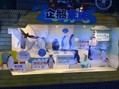-海合安成都极地海洋公园