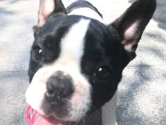 -老地方猫儿面(磁器口店)