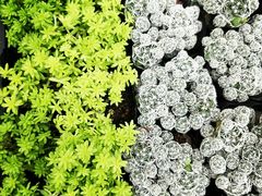 -秦美花卉(天朗·莱茵小城2期店)