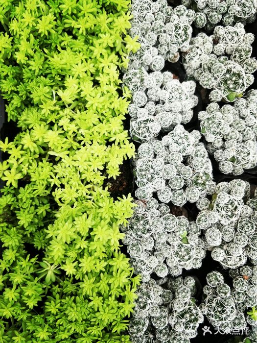 秦美花卉市场-图片-西安购物-大众点评网