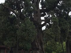 -黄帝陵