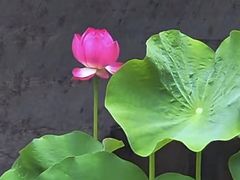 -莲湖公园