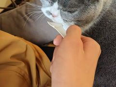 -滚猫咖啡·猫咖·猫友好撸猫(未来城店)