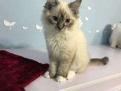 -喵的天空名猫咖啡馆·撸猫·猫舍·用品