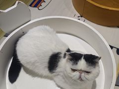 -藏猫猫咖啡主题馆(中央大道店)