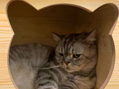 -猫友咖啡店(玉林西路店)