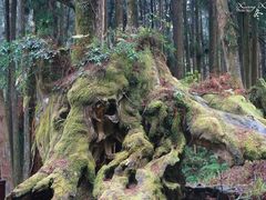 -阿里山神木遗迹