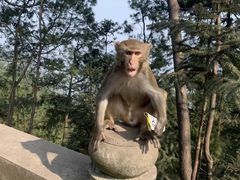 -重庆雨台山风景区