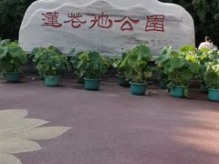 -莲花池公园