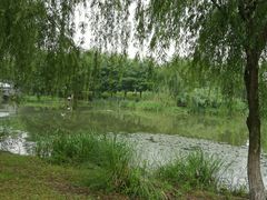 -九里河湿地公园