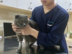 -瑞派天使宠物医院·神经外科·骨科·核磁CT(洛川中路店)