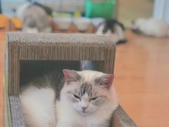 -momokira米努特·德文卷毛猫·棉花面纱犬
