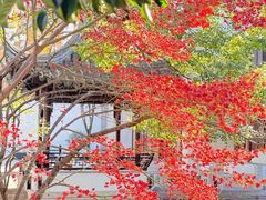 -秋霞圃