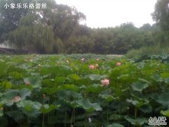-紫竹院公园冰场