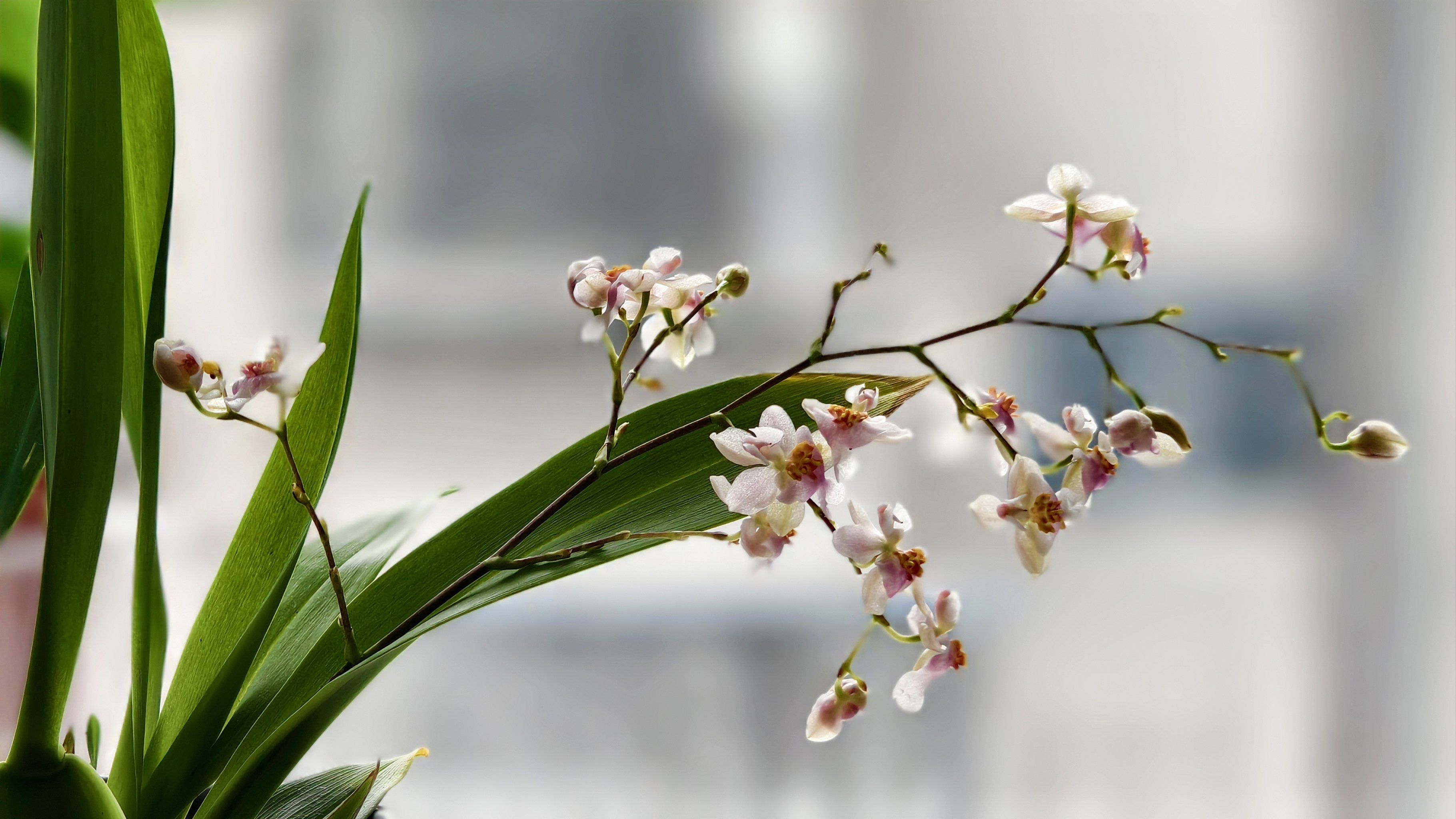 清新兰花,独享静谧时光