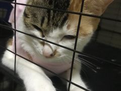 -美迦爱-牙专科·兔科·骨科诊疗中心(北苑店)