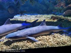 -海合安武汉极地海洋公园