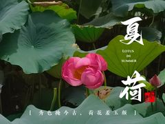 -大宁公园