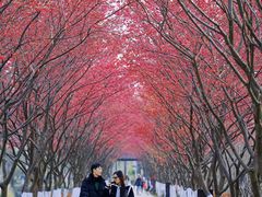 -合肥滨湖国家森林公园