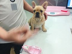 -佑安动物医院·全科·内窥镜中心(幸福巷店)