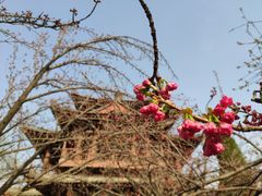 -西安青龙寺遗址景区