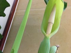 -中国中医科学院望京医院(院本部)
