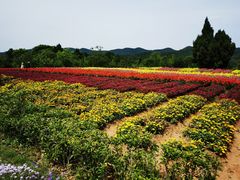 -中国香山·寿香谷