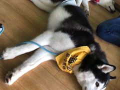 -Husky Go! 哈士奇体验馆·宠物咖啡厅狗咖