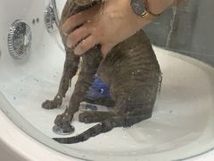 -babydoll猫舍·米努特·德文·缅因(久光中心店)