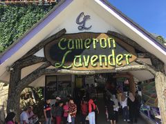 -金马仑薰衣草花园(Cameron Lavender)