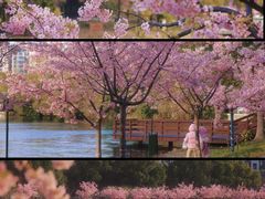 -新江湾城公园