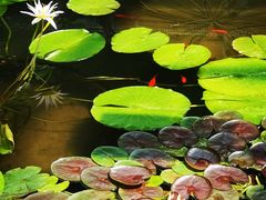 -国家植物园南园