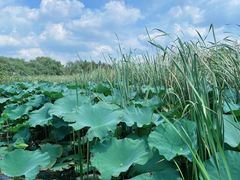 -苏州太湖湖滨国家湿地公园
