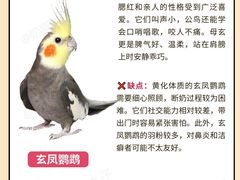 -爱侣宠医·鹦鹉专科·小型哺乳类·异宠专科(灵石路店)